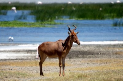 Coke's hartebeest