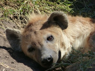 Hyena