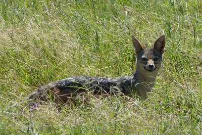 Black back jackal