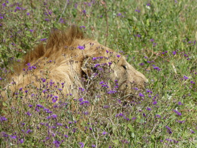a lion in the heather