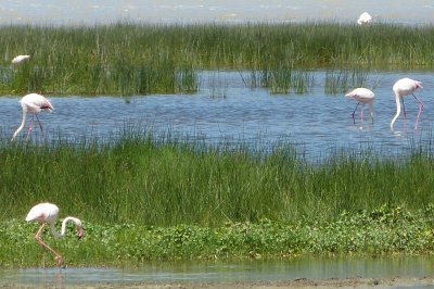 greater & lesser flamingo