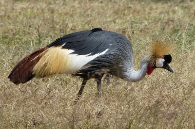 crowned crane