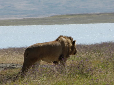 lion on the move