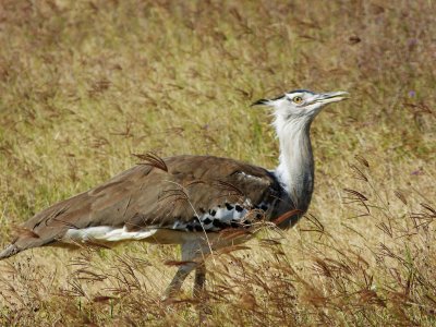 Kori bustard