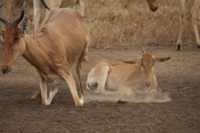 Looks like this hartebeest came skidding to a stop! 