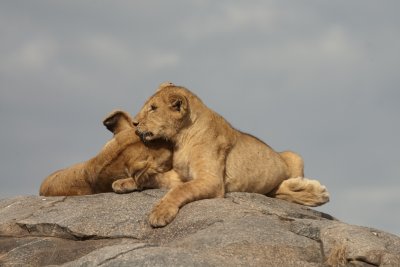 He/she tries to wake up the other lion again! 