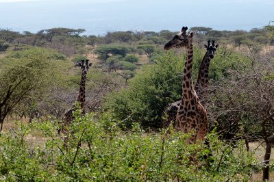 Giraffe along the Serengeti Highway