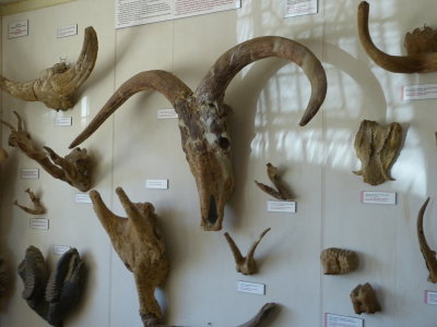 Some of the displays of the extinct animals that were found in the gorge (& elsewhere)
