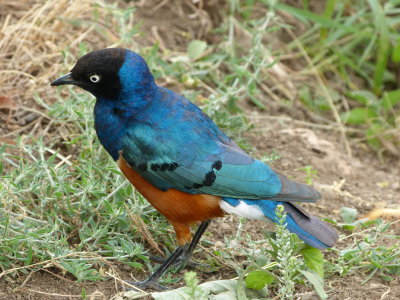 Lots of colourful birds visit the picnic sites
