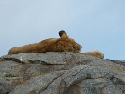 A lioness fast asleep!