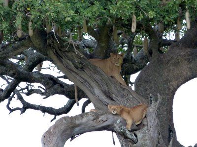 Take a close look at the one on the lower branch - really sprawled out!