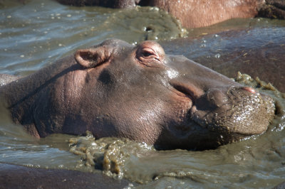 At the hippo pool