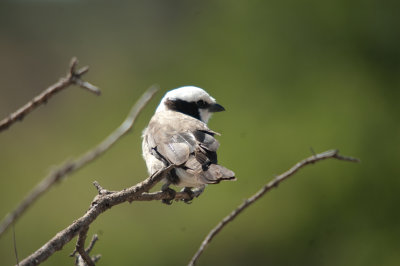 Oops, I didn't write this one down - a shrike I think