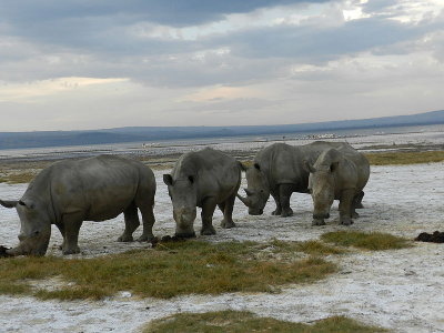 Rhinos at Lake Nakuru (picture from Wikipedia)