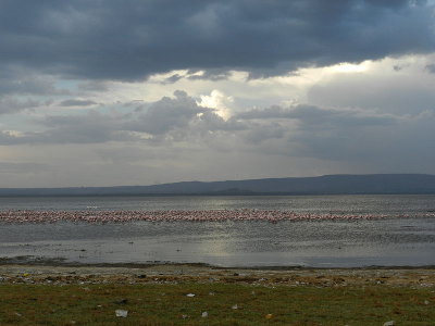 Flamingos at   Lake Nakuru (picture from Wikipedia)