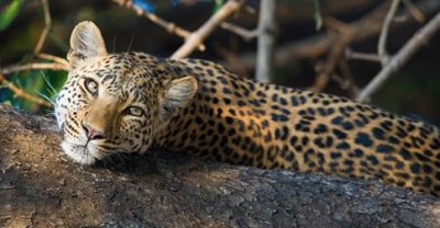 Leopard in the park at Lake Nakuru (from Mbweha's Facebook page)
