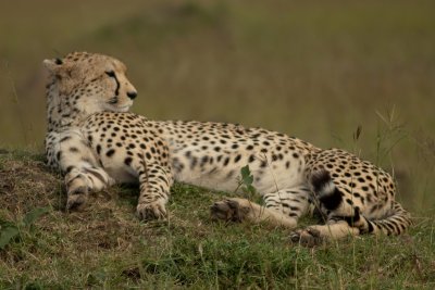 18. Cheetah Masai Mara_DSC5871.jpg