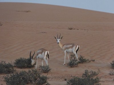 Sand gazelle.  We looked for the oryx too, but didn't see them.