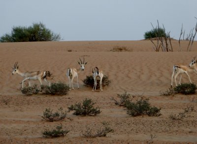 Lots of sand gazelle!