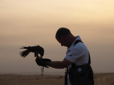 Looks like I took this at just the right moment - the trainer gives the falcon his 'reward'