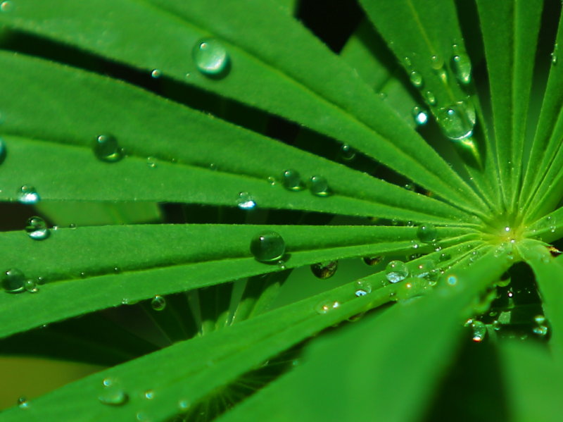 Water drops on a baby Lupine leaf