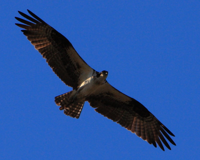 Osprey Overhead !  (Snapshot)