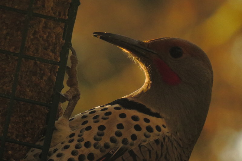 Flicker on the suet feeder