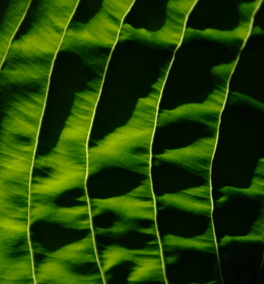 Back-lit Hosta leaf.JPG
