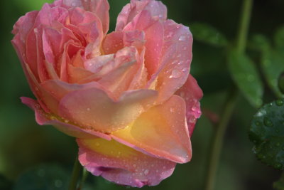 Wet rose and a little sun