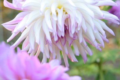 Another new variety for us this year