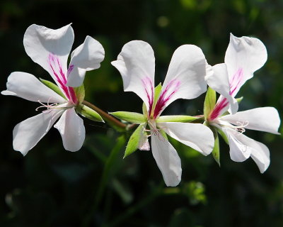 Not sure what these are other than pretty