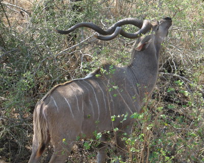 Greater Kudu... Do You?