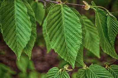 IMG_4892_HDR.jpg