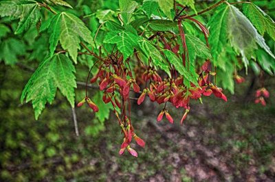 IMG_4895_HDR.jpg