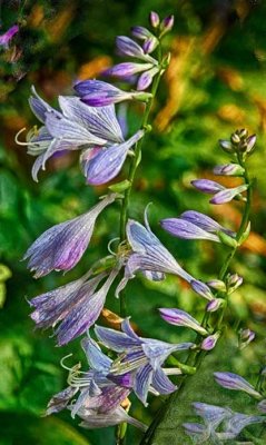 Deep Cut Gardens 5.jpg
