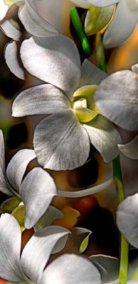 Deep Cut Gardens 7.jpg