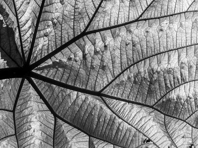 The veins in a leaf08.jpg