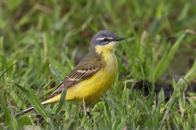 Western Yellow Wagtail   (ssp. flava)