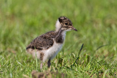 Fledgling Lapwing