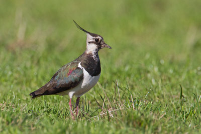 Female Lapwing