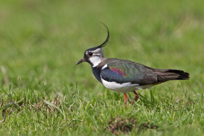 Male Lapwing