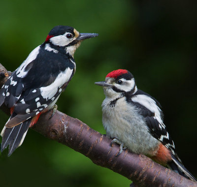 Male Great Spotted Woodpecker with fledgeling