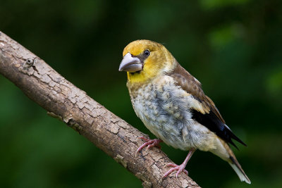 Juvenile male Hawfinch