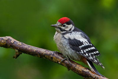 Juvenile Great Spotted Woodpecker