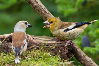 Female Hawfinch with juvenile male