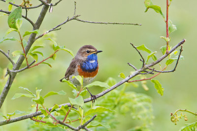 Adult male Bluethroat (sp.cyanecula)