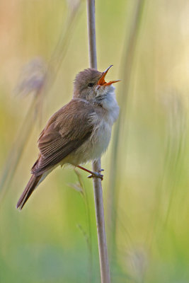 Adult European Reed Warbler