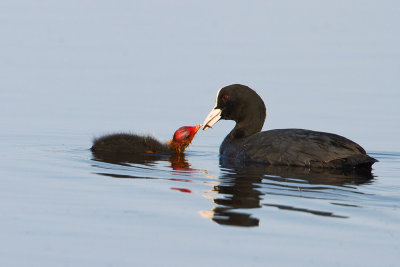 Adult Eurasian Coot feeding juvenile