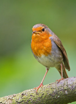 Adult European Robin