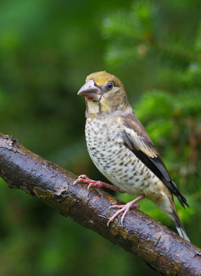 Juvenile female Hawfinch